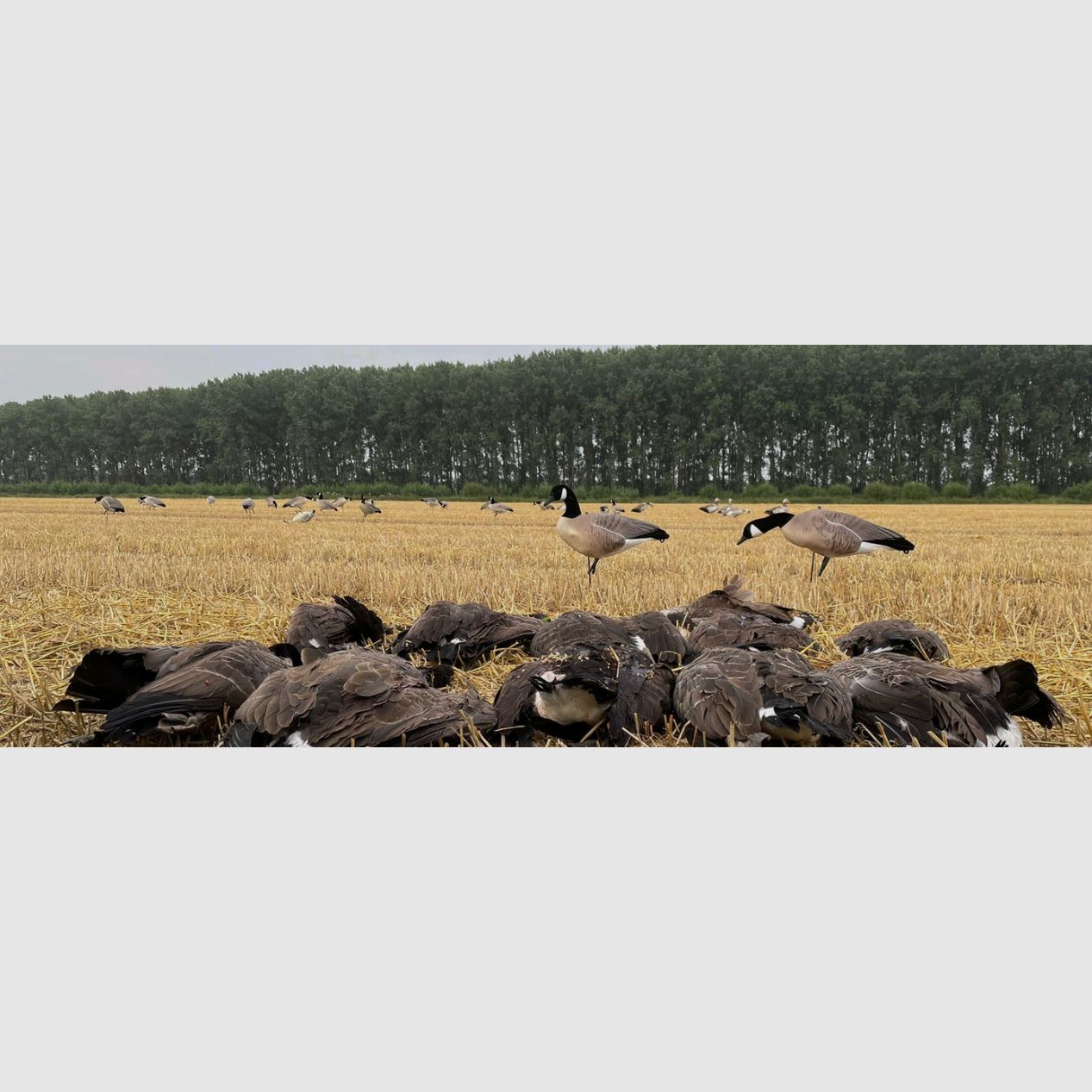 Prodecoys appelants d’oie du Canada 12 pièces full body, image 7 sur 9
