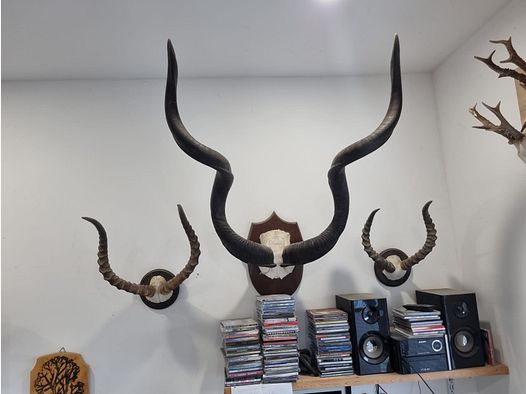 Trophées de chasse d'Afrique et de Namibie