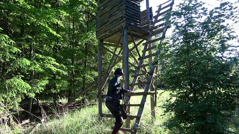 Bockjagd im Mai 2017 - Teil II