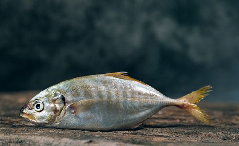 Die besten Apps zur Fischbestimmung: Welchen Fisch habe ich gefangen?