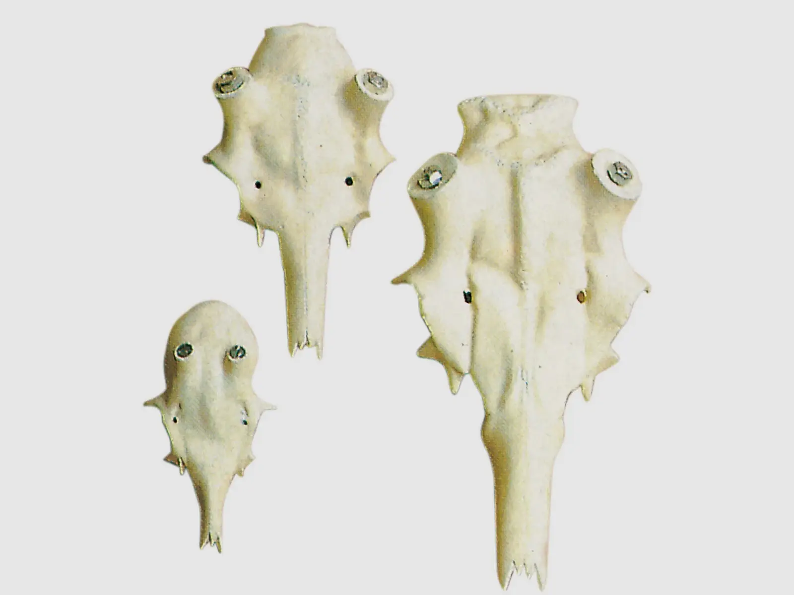 Artificial Red Deer Skull with Nasal Bone – 35 to 70 mm, image 7 of 8