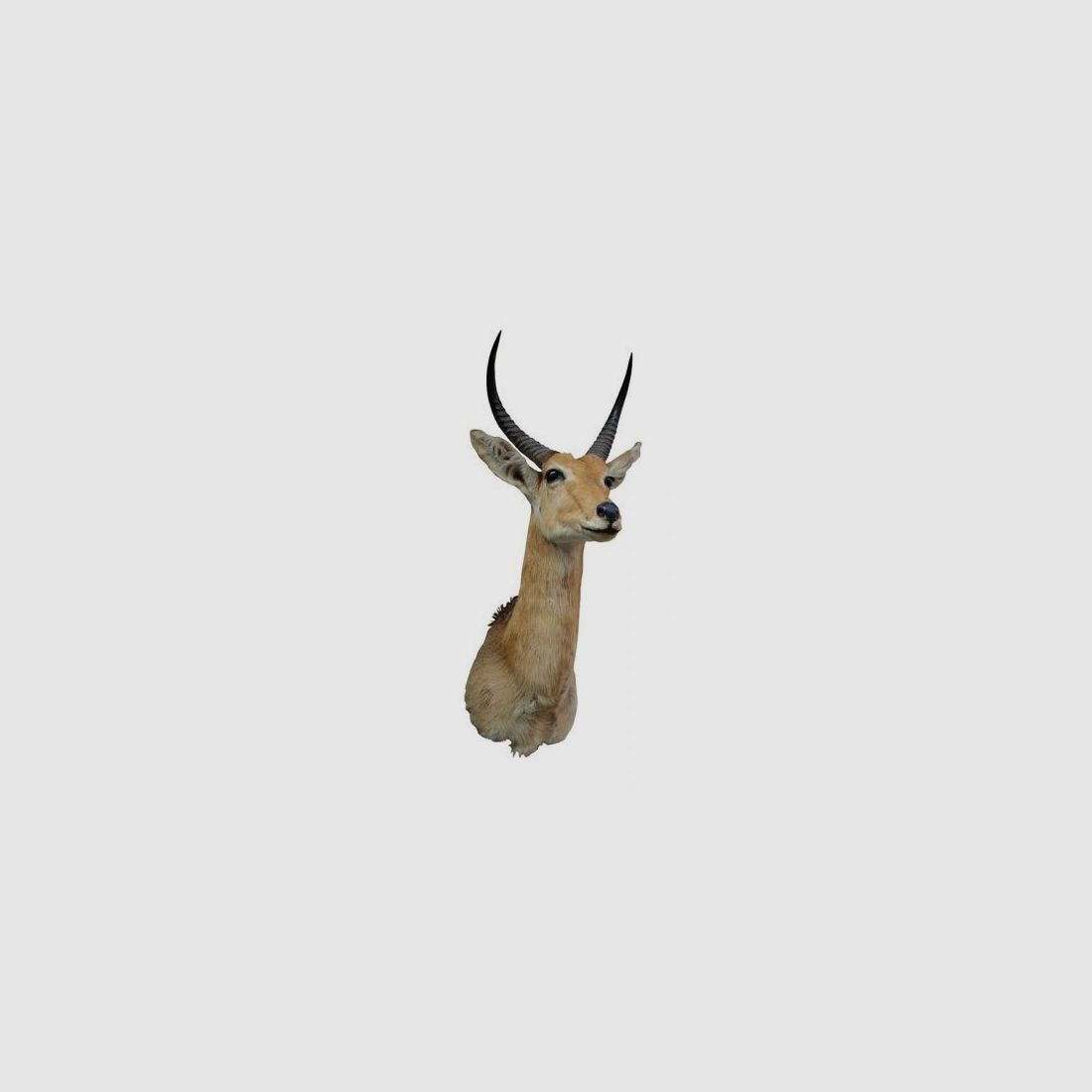 Trophäe von Common Reedbuck präpariert, Bild 1 von 2