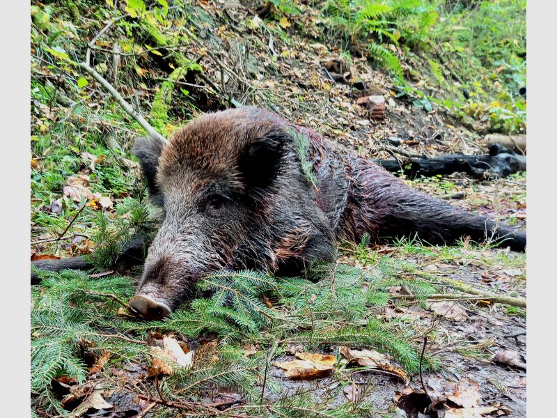 Jahreseminar mit "Jagd und Waidwerk durch die Jahreszeiten" für Jungjägerinnen und Jungjäger