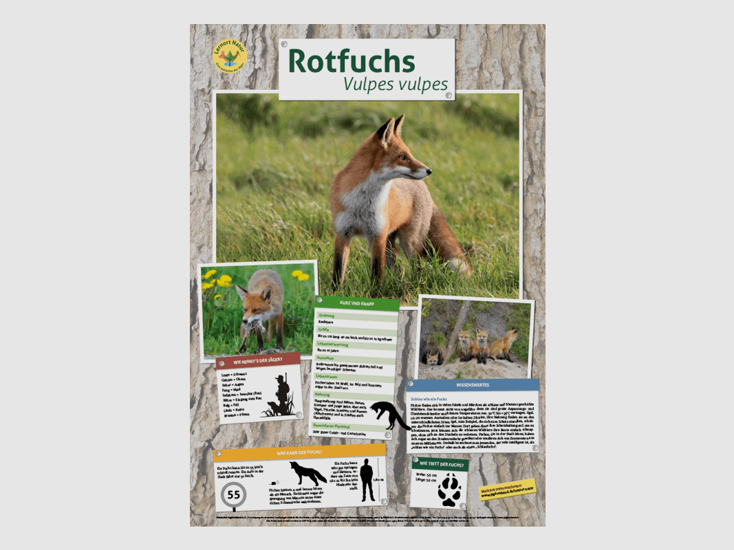 Luogo di apprendimento natura - Poster animale volpe