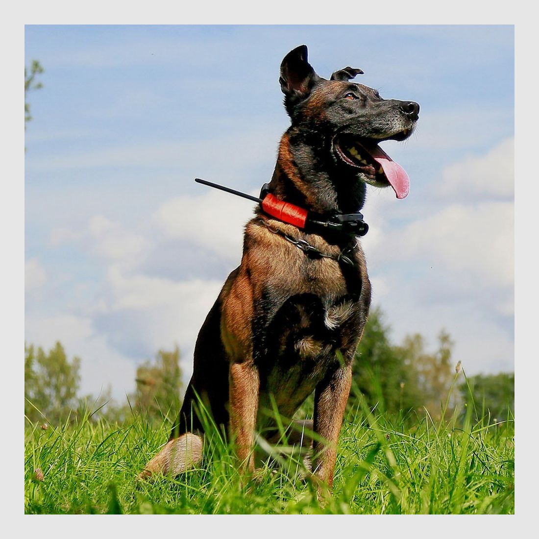 Dogtrace GPS X30-B, Bild 22 von 22