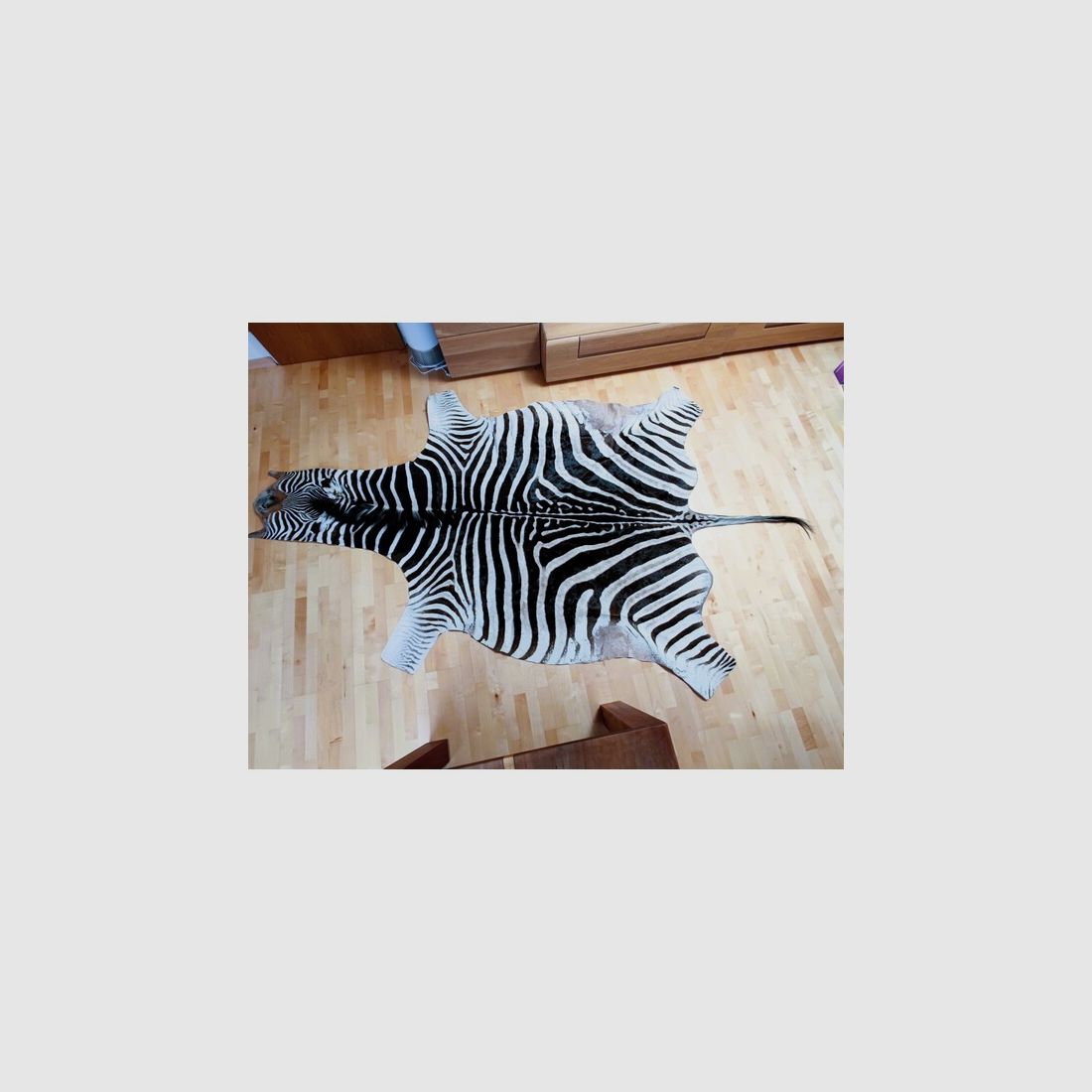 Echtes XXL Zebrafell aus Südafrika 325 cm UVP1999€