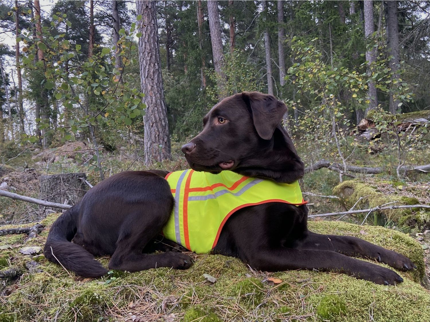 Reflektorweste für Hunde - Stöberhunde - Gr. 3