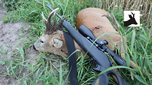 Stalking peri-urban roebuck - Podmiejski rogacz - Rehbockjagd