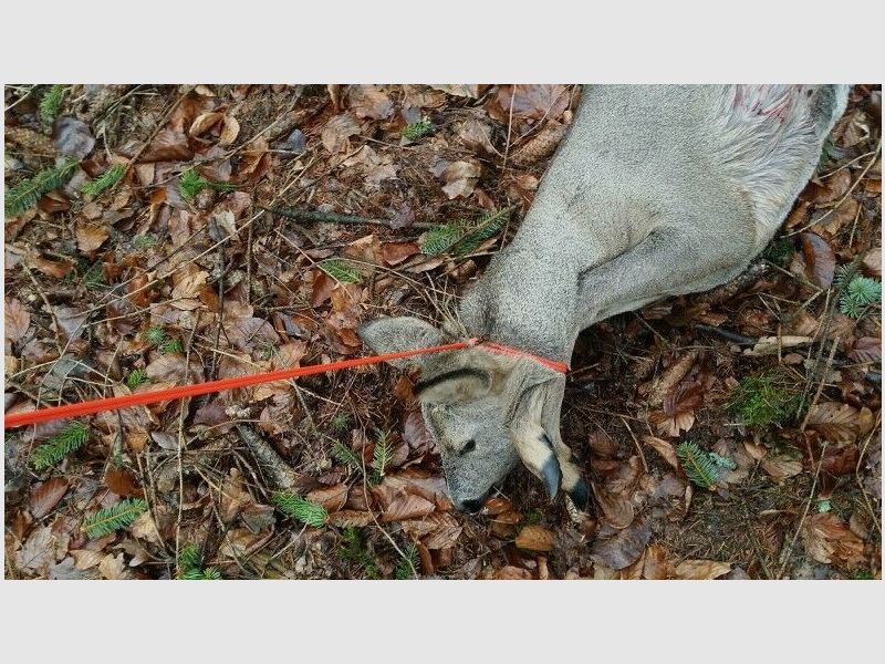 KEILER GEAR Wild Bergegriff