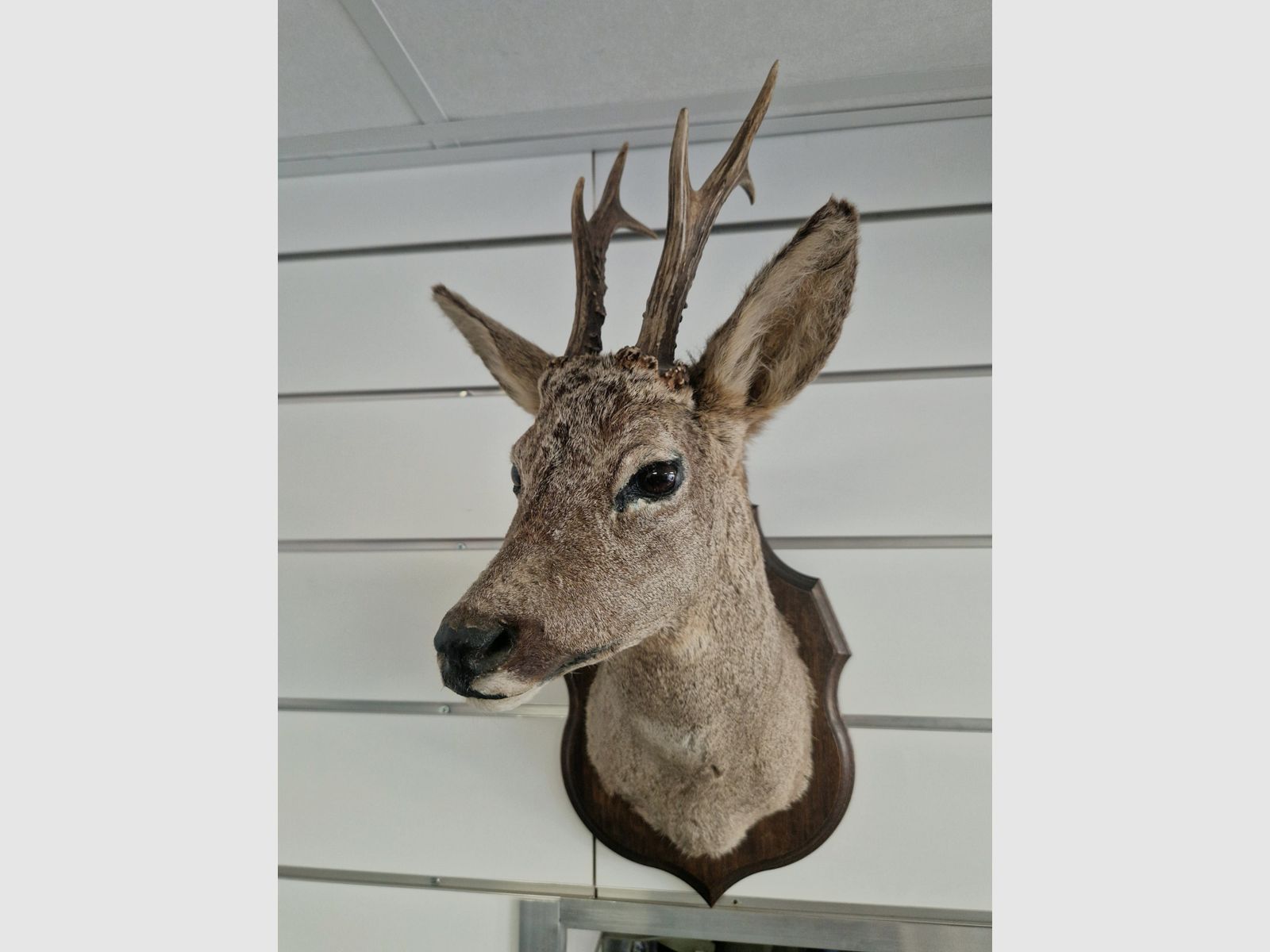 Taxidermie von Rehbock (Reh) auf Holzsockel, Bild 3 von 4