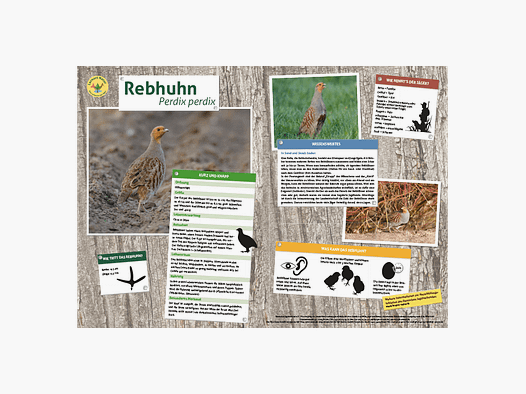 Lernort Natur-Tiertafel DIN A3 Rebhuhn
