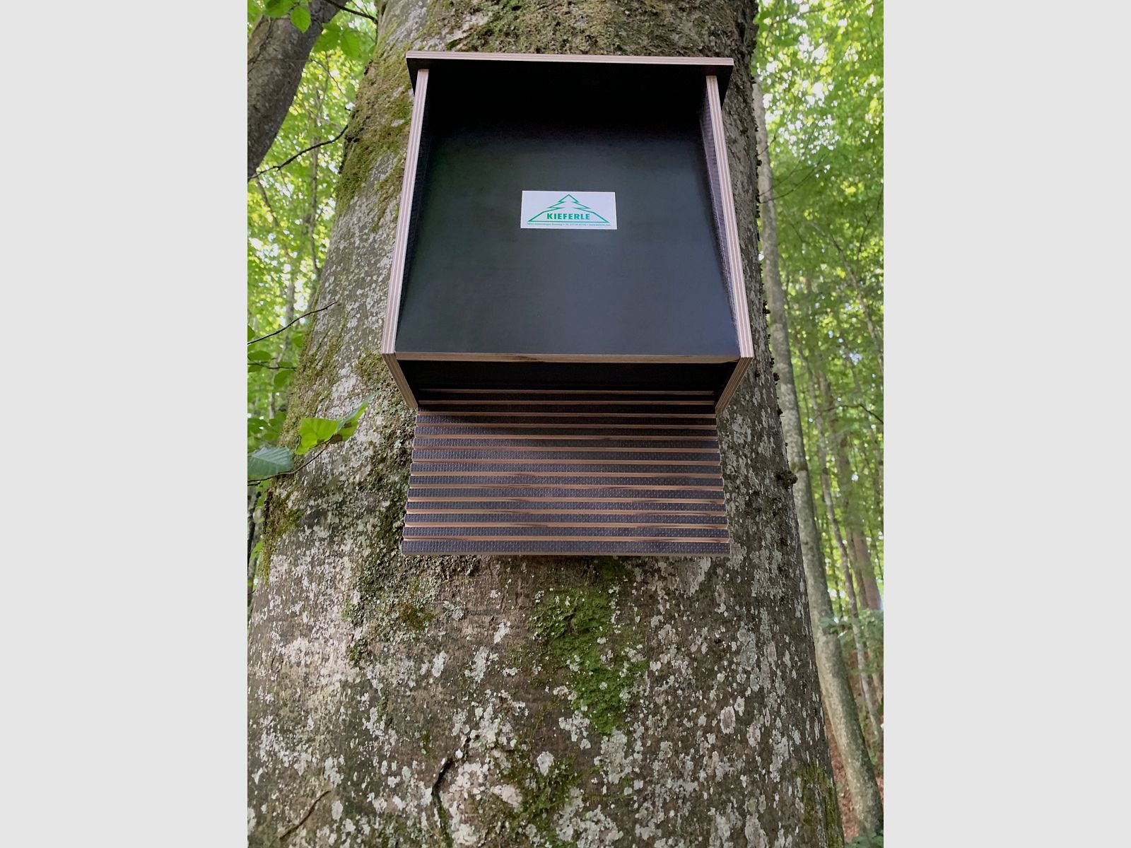 Fledermauskasten