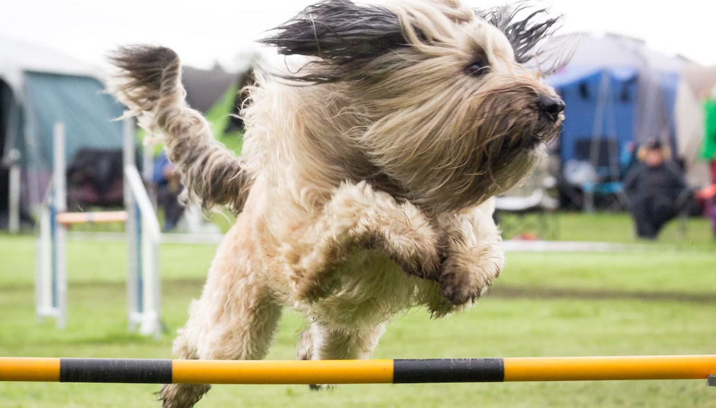 Cavaletti Training - what is this dog sport about?