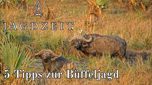 Jagdzeit - 5 Tipps zur ersten Büffeljagd in Afrika