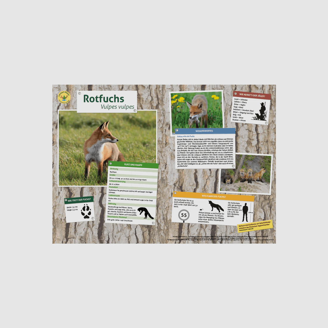 Learning Place Nature Animal Board DIN A3 Red Fox