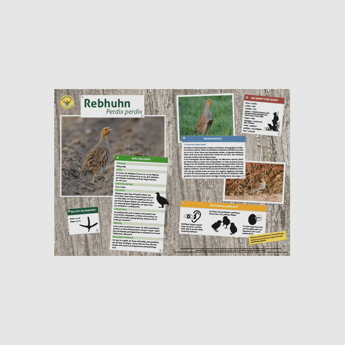 Luogo di apprendimento natura - Tavola di gioco DIN A3 Fagiano