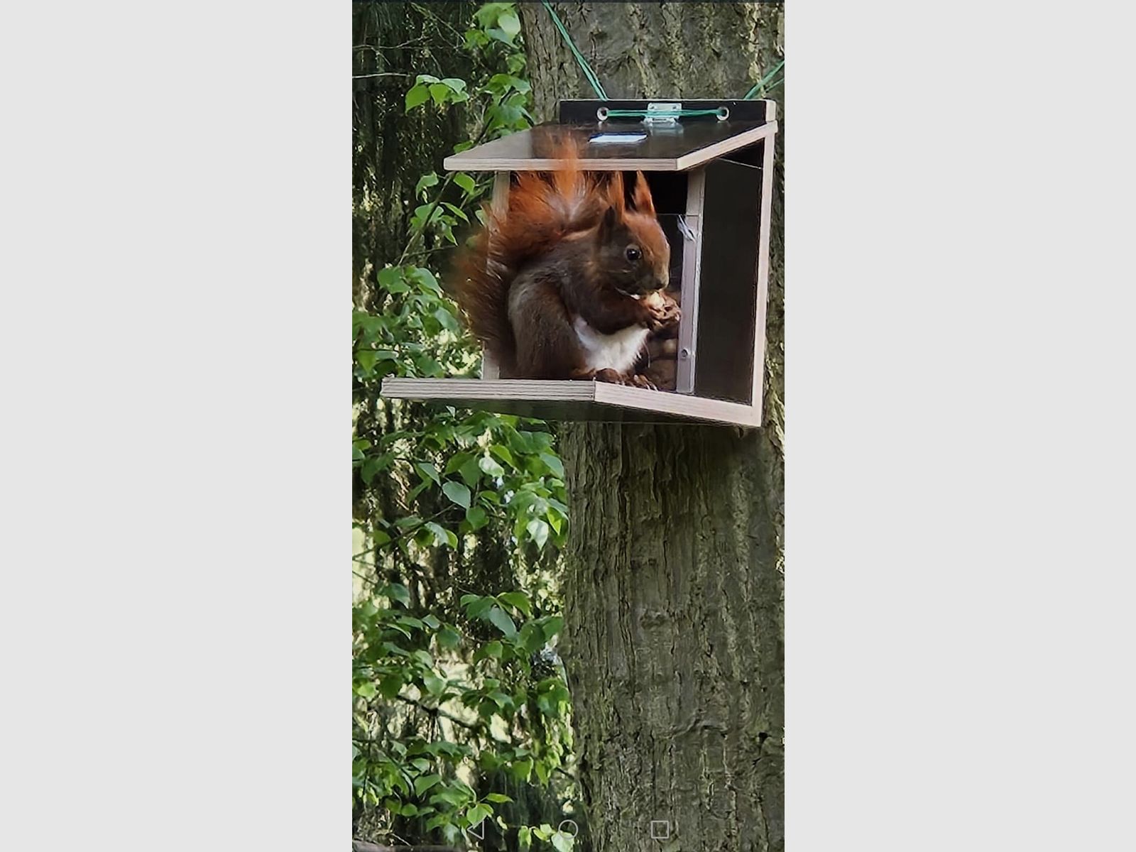 Eichhörnchenfutterautomat