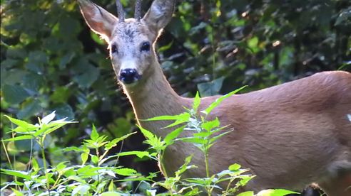 Natur & Jagd MV