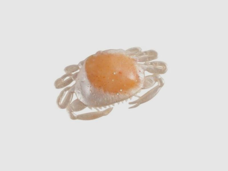 Gulp Peeler Crab
