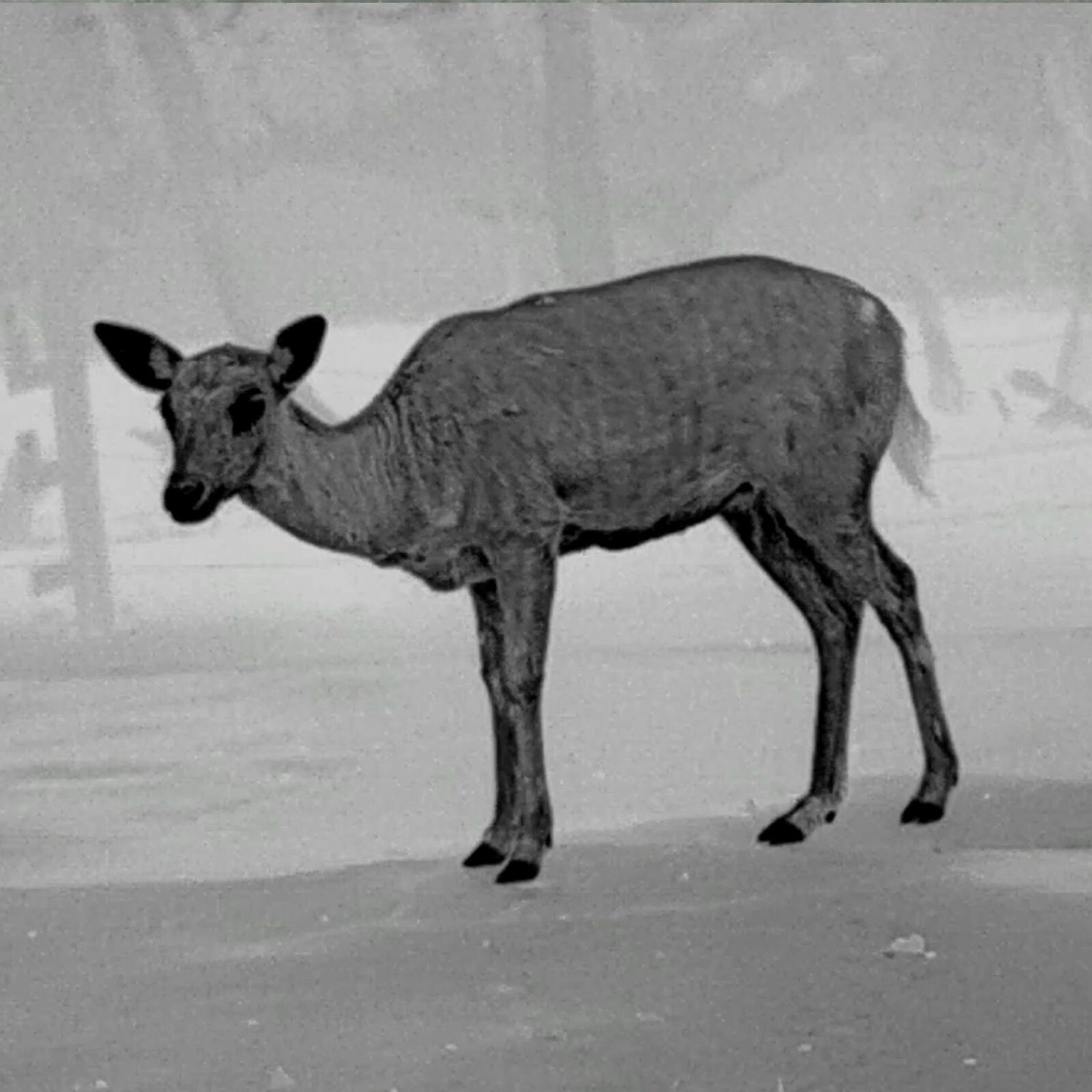 PARD PARD Predator 480 LRF warmtebeeld voorzetapparaat