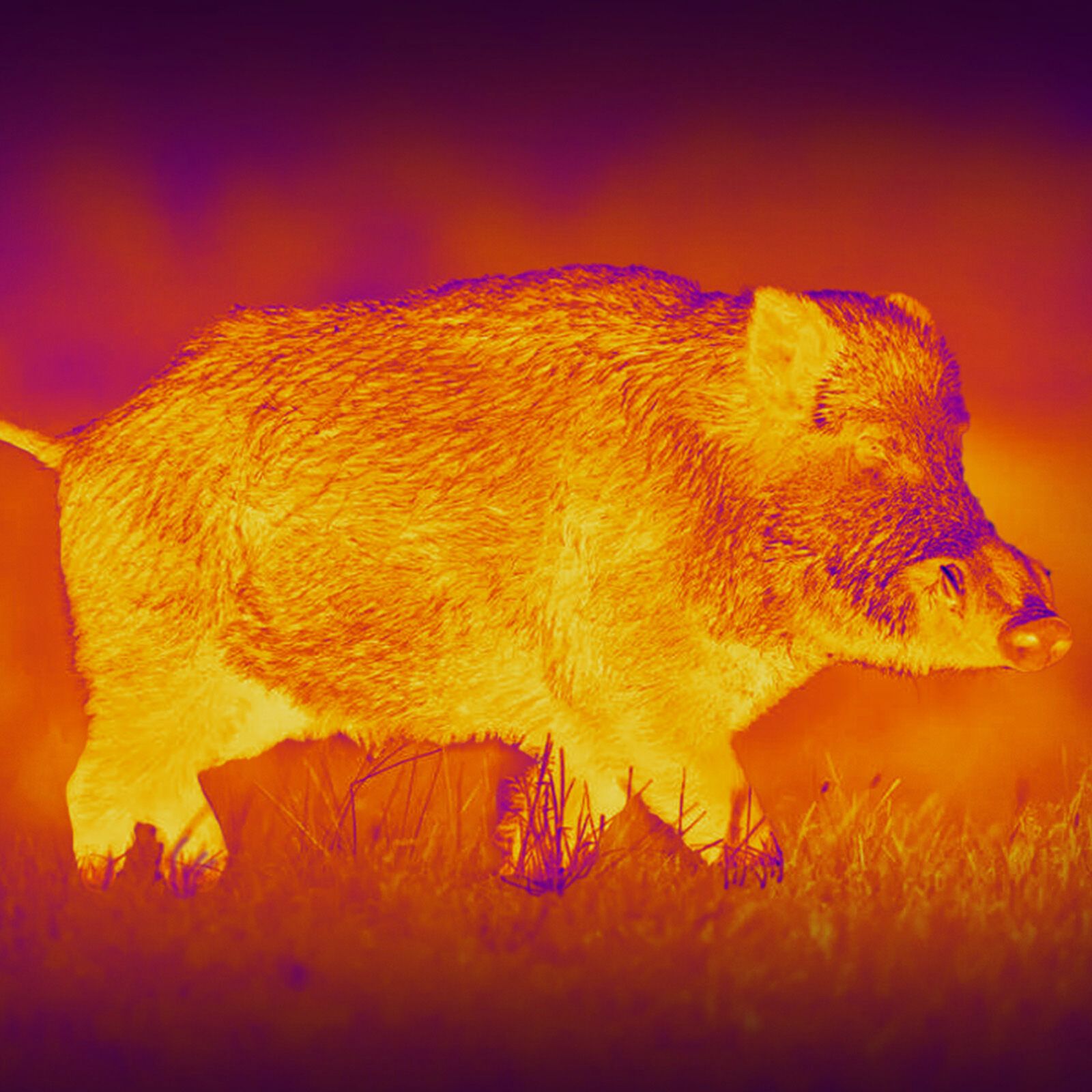 PARD PARD Predator 480 LRF warmtebeeld voorzetapparaat