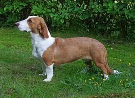 Rasseprofil: Drever