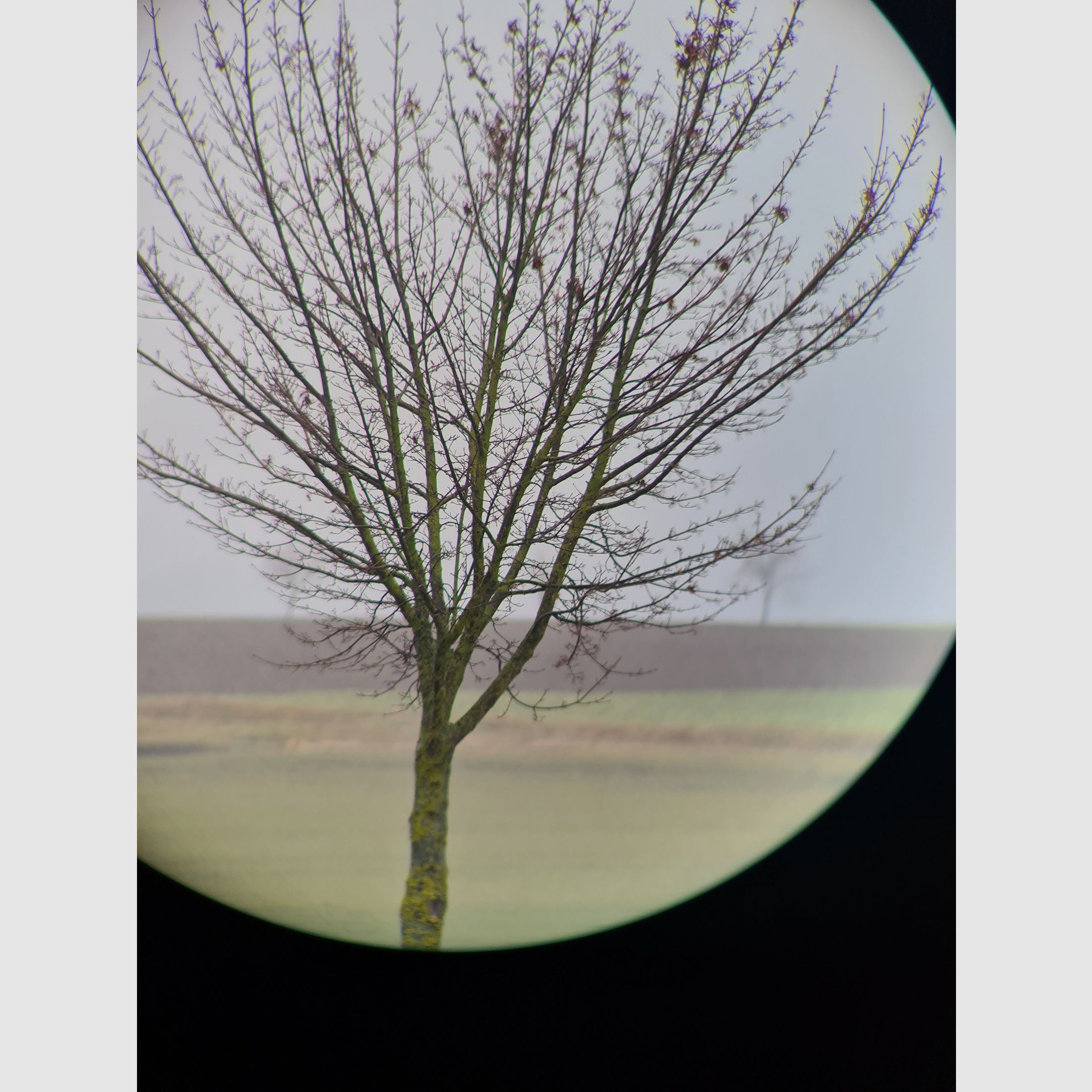 Swarovski Habicht CT 85 Spektiv – Profi-Set inkl. 20-60x Zoom, OVP & Stativ