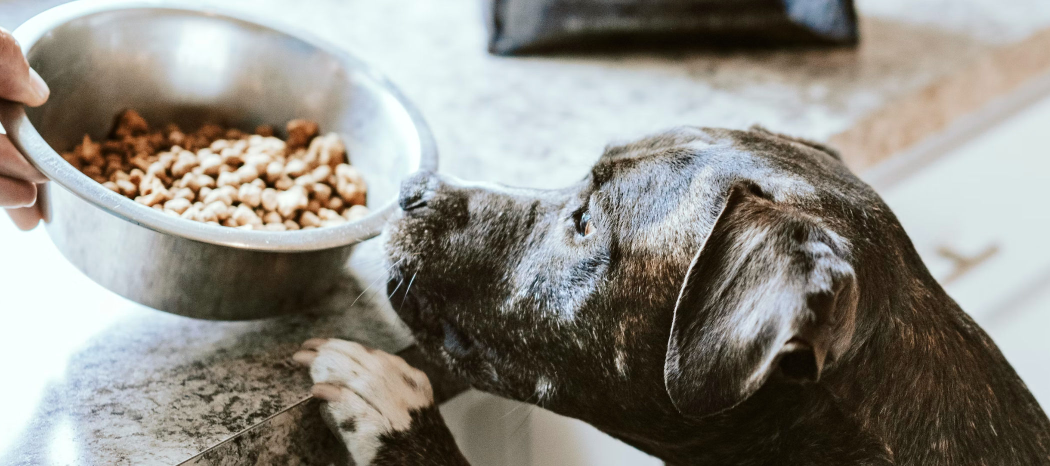 Trockenfutter, Nassfutter oder BARF - was ist am Besten?