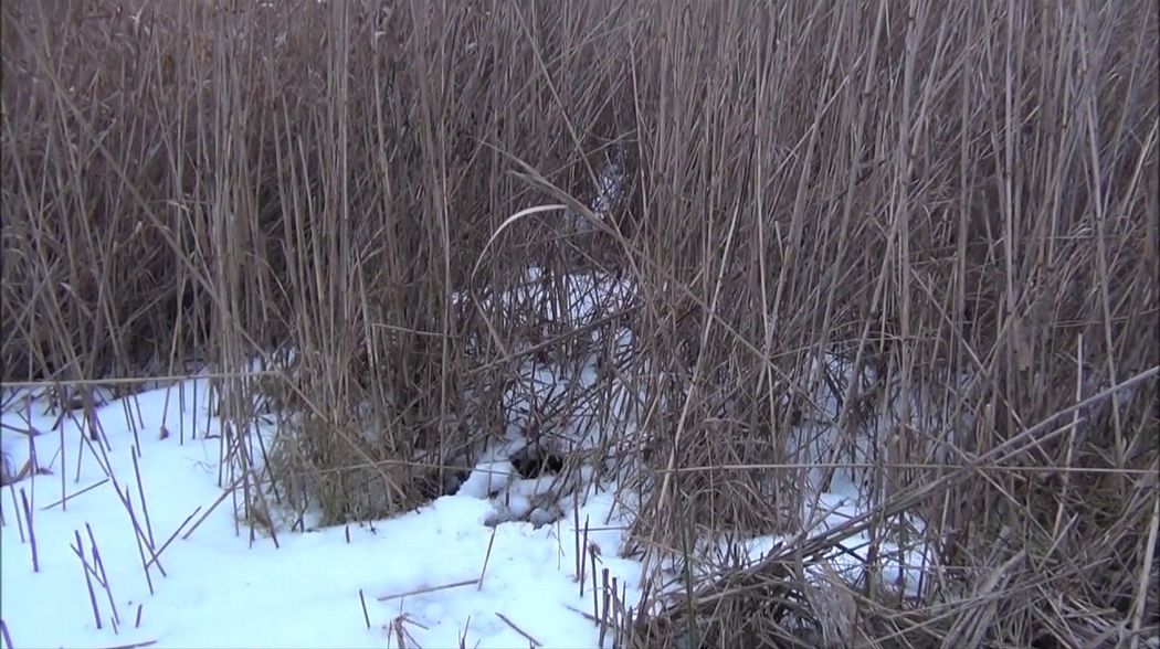 Nachsuche im Schilf   Schwarzwild. Wildschwein . Polowanie .  Flinte, Brennecke .