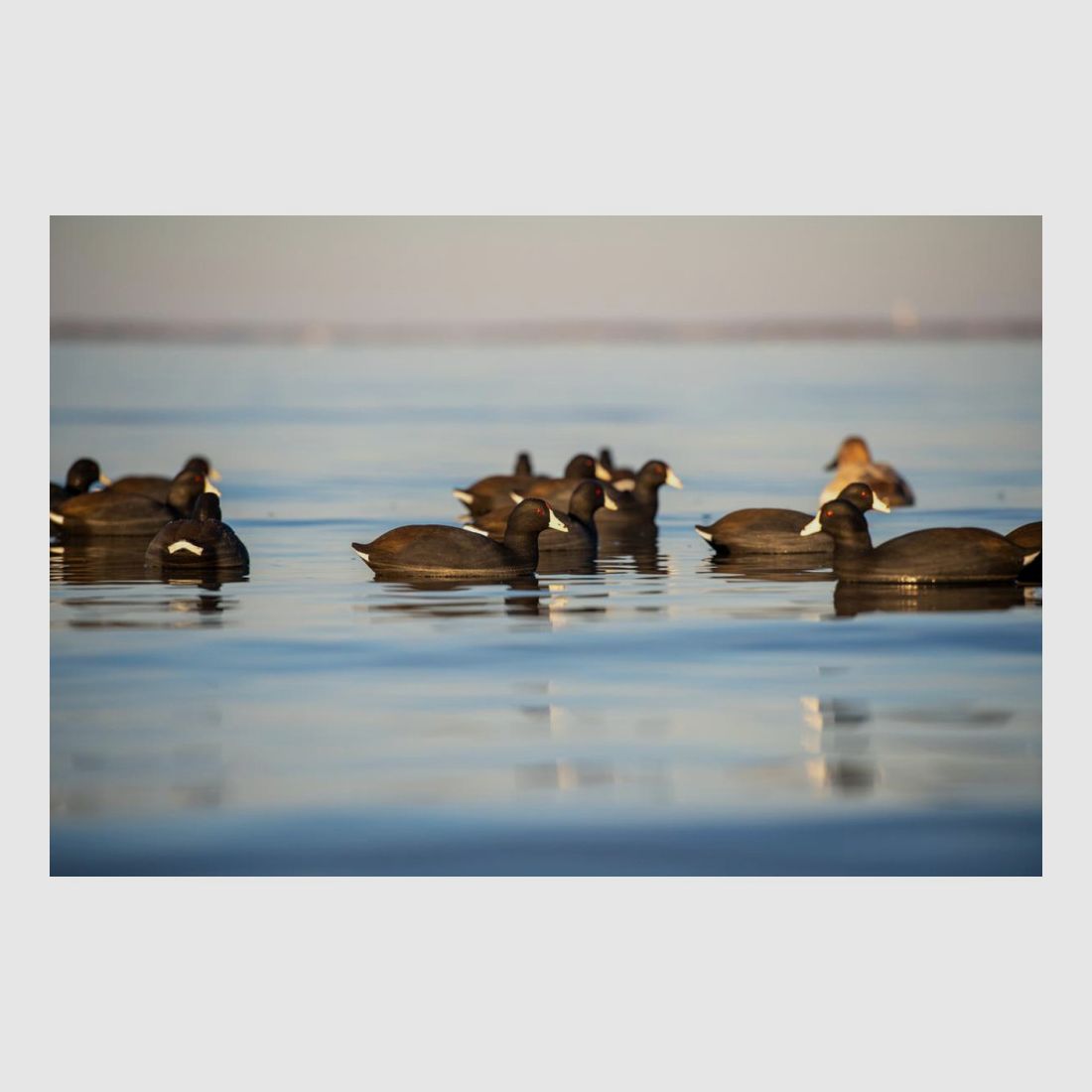 Forme von Foulque AvianX 6er Pack, Bild 4 von 6