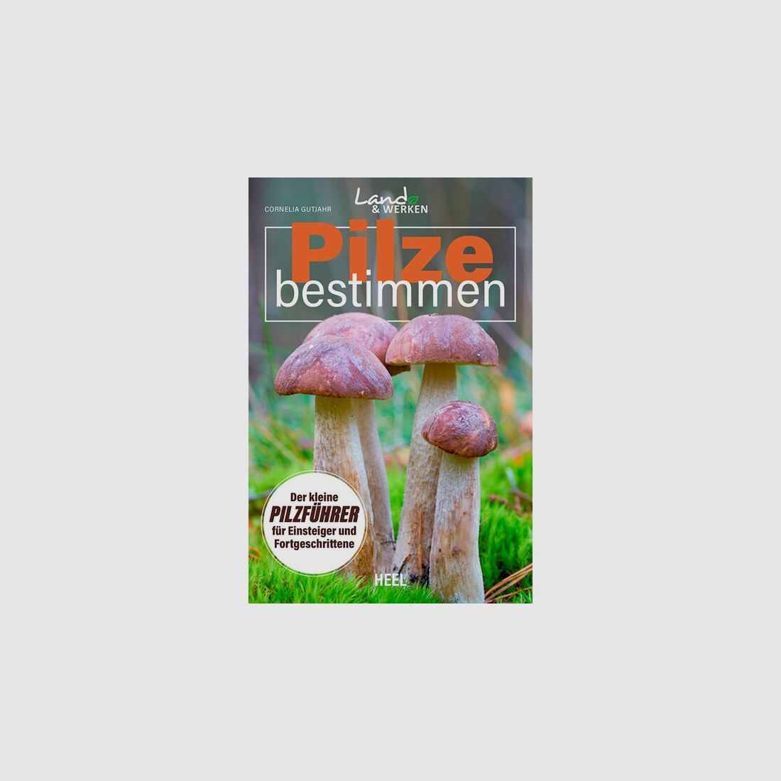Pilze bestimmen - Kleiner Pilzführer für Einsteiger und Fortgeschrittene - 120 Seiten - Softcover