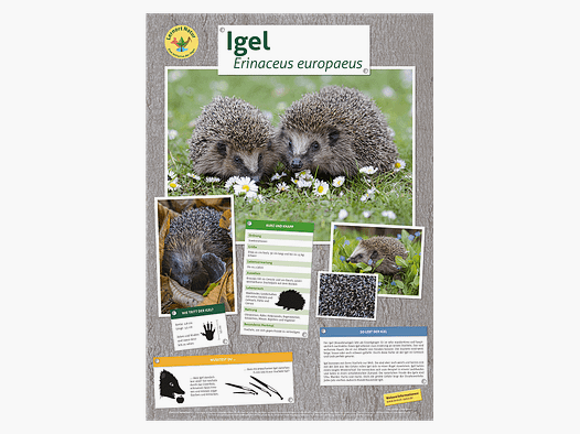 Lieu d'apprentissage nature - Affiche hérisson