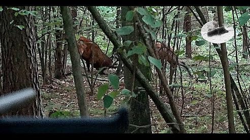 Red stag hunting during the rut - best moments 2018 #2