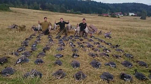 Gåsejakt 2015 - 87 gjess på en dag | Goose hunting 2015 - 87 geese in one day