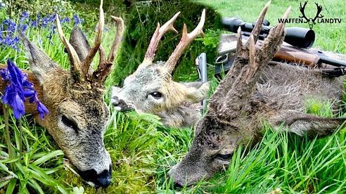 🦌Bockjagd im Frühling / Spring roebucks