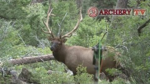 Impact shot with Bow 6X6 Bull Elk best impact ever filmed on Public land A-1 Archery arrowed  POV