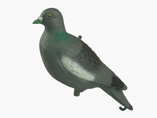 Wood Pigeon