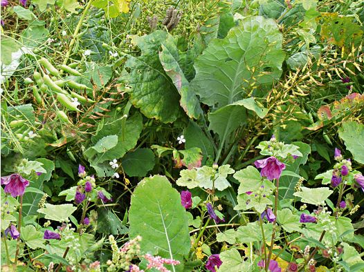 Mélange de couverture pour gibier pour sols lourds