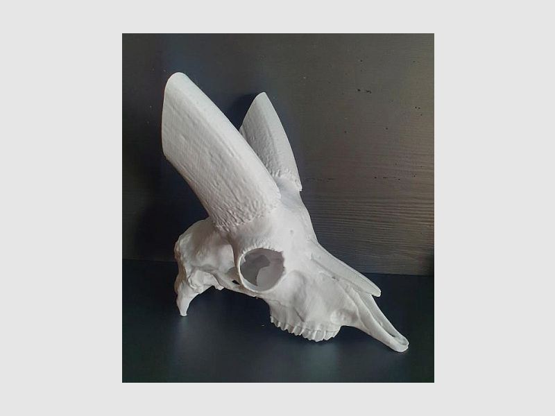 Plastic Ibex Skull, image 1 of 2