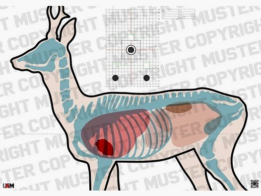 Anatomie Target Rehbock DIN A1 – Präzise Zielscheibe für waidgerechtes Schieß...
