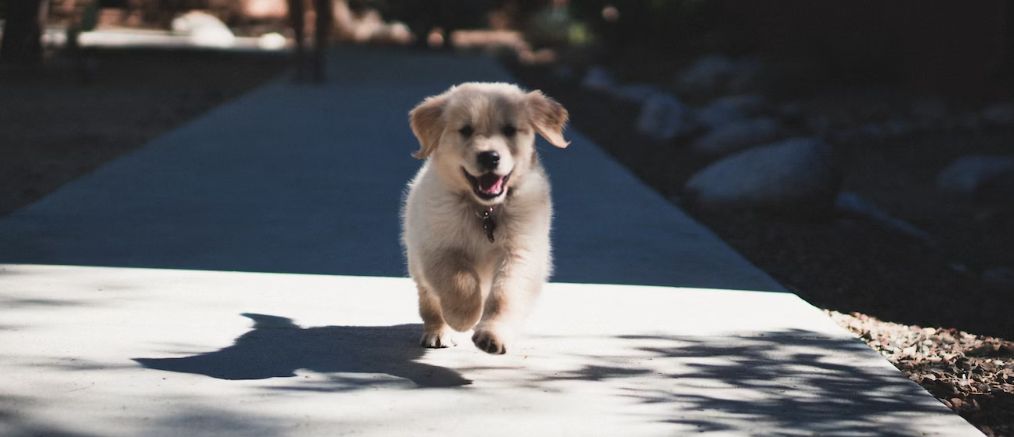 Puppy Tooth Replacement: An Important Development