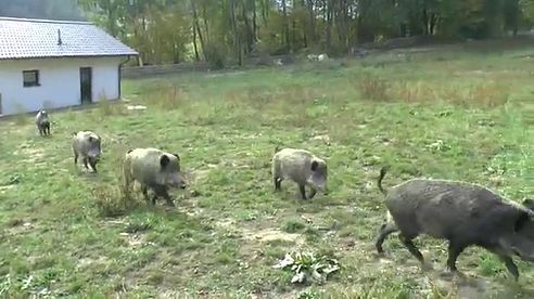 Bayerwald Schwarzwild - Übungsgatter Fahrnbach