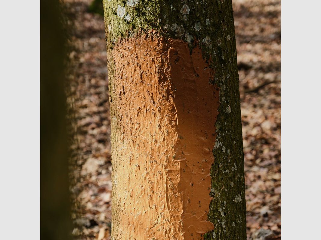 Beechwood tar for Atratar 1.2 kg, image 3 of 4