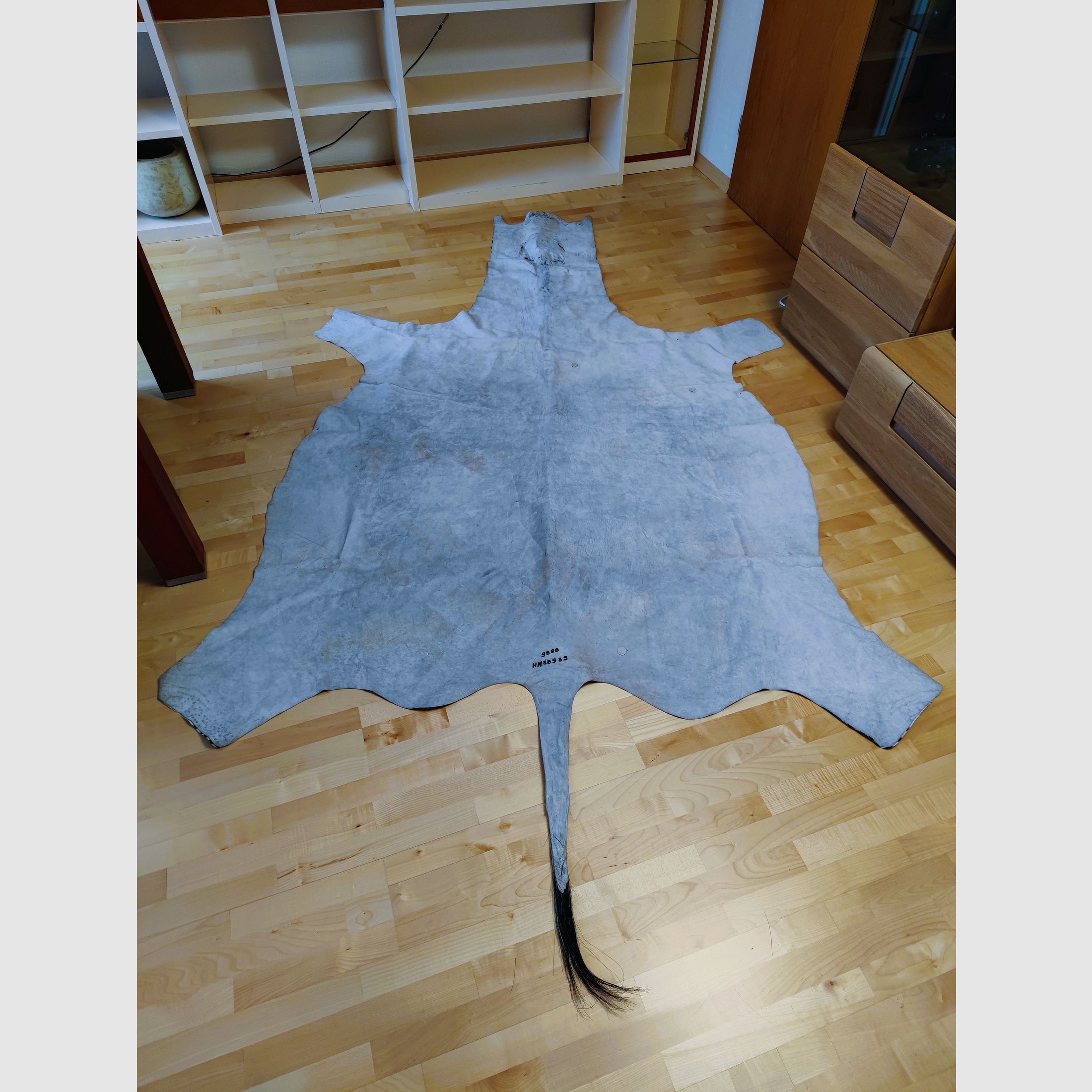 Echtes XXL Zebrafell aus Südafrika 325 cm UVP1999€