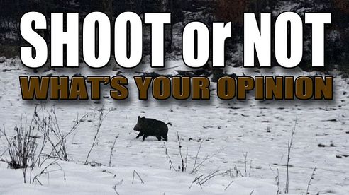 Shoot or not? - What's your opinion? (Wild boar hunting)