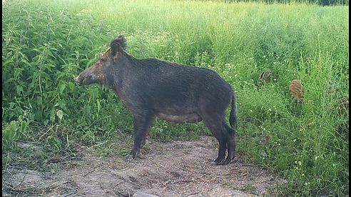 Wildschwein Schwarzwild fliegender Frischling