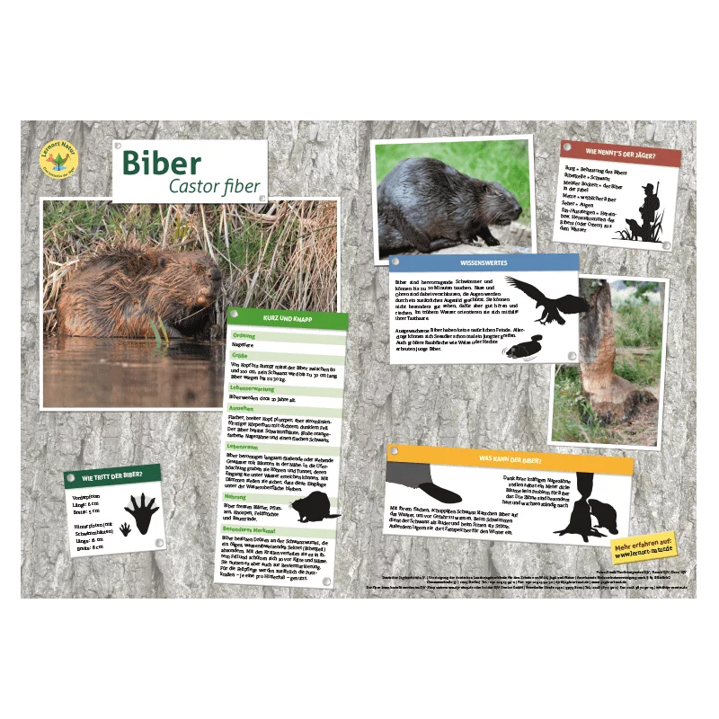 Lieu d'apprentissage Nature Tableau des animaux DIN A3 Castor