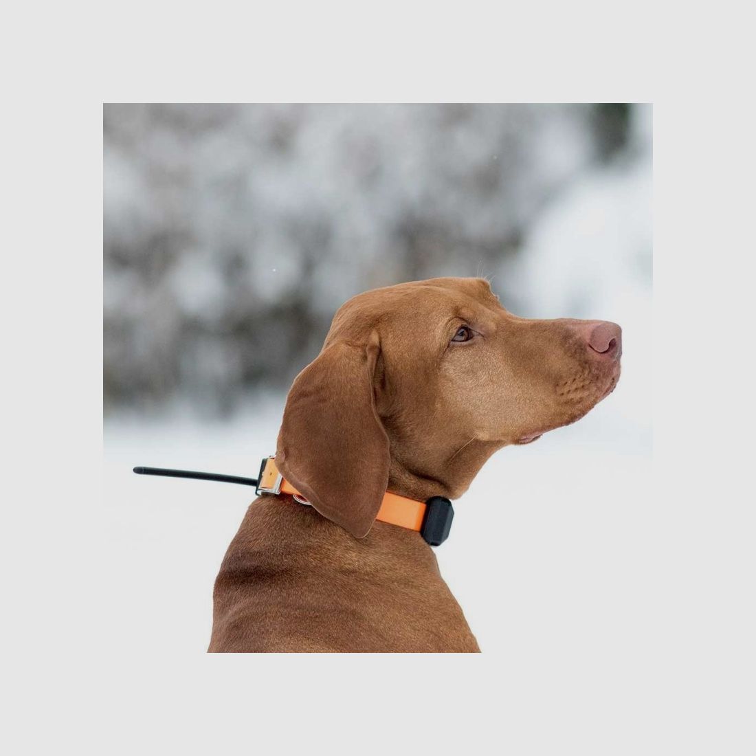 Lokalizator GPS DOGTRACE X30-TB, zdjęcie 5 z 8