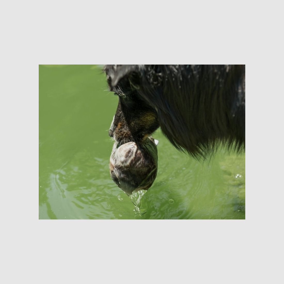 Farm-Land Dummy para Perros de Piel Completa, imagen 2 de 3
