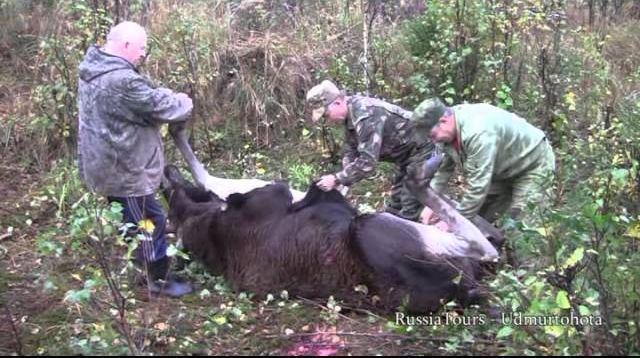 Jagd auf Europäischen Elch in Udmurtien / Russland